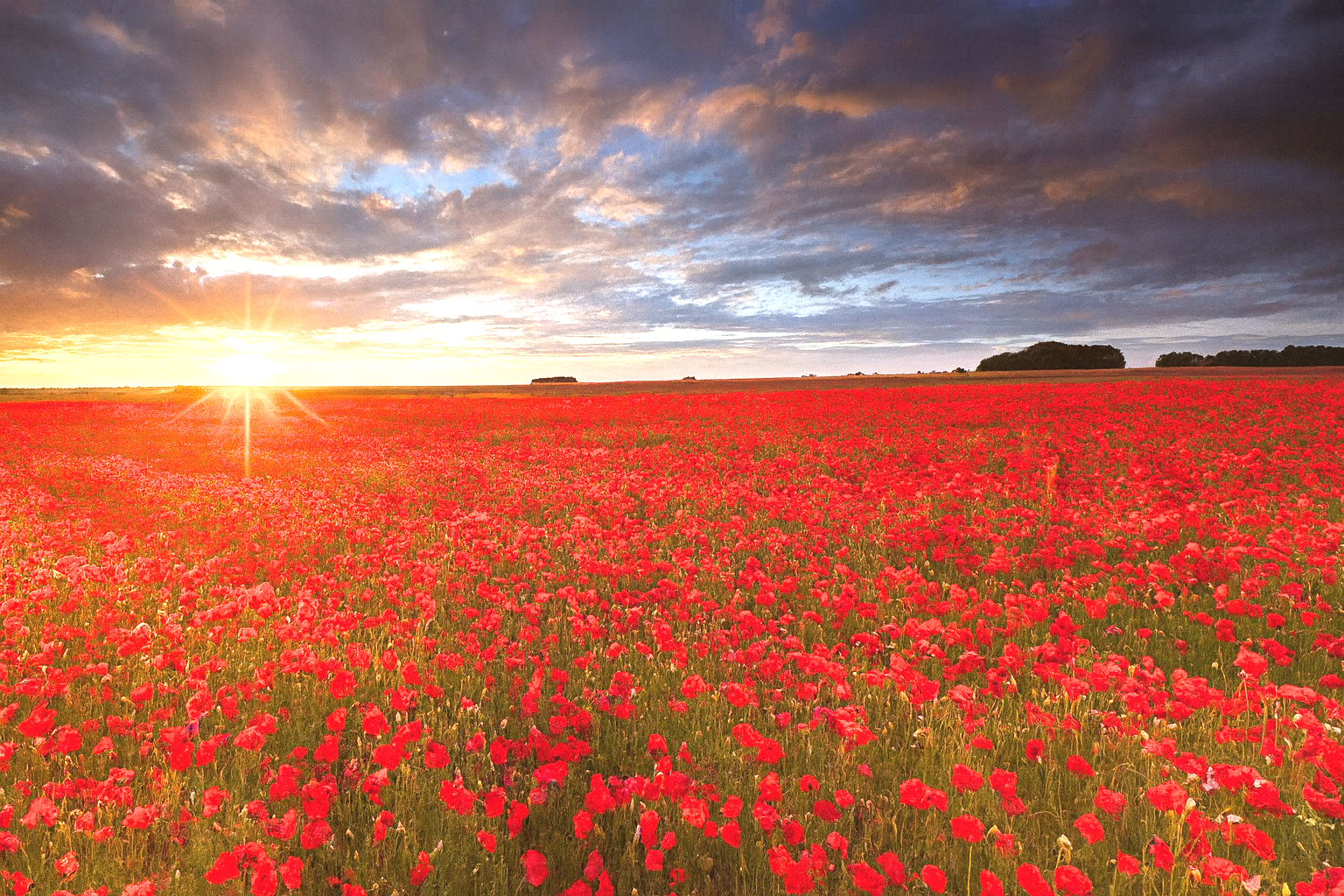 Yearly Founding Poppy
